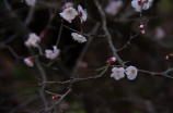 《朝花夕拾》的家国情怀与人情味