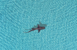 柠檬鲨(惊人发现国产柠檬鲨实力超越进口同类鲨鱼)