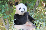 配合“造林抚育工程” 耕地中的大熊猫是指什么？